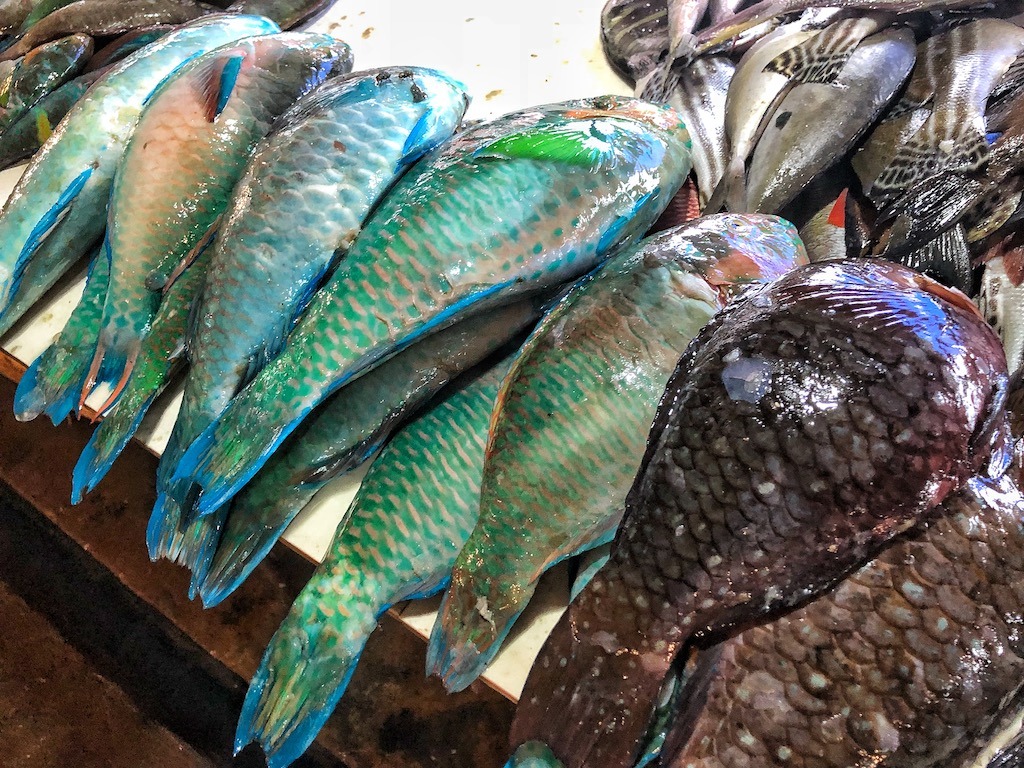 Things To Do in Coron While Raining Season – Photographic Account Local Martket Fish