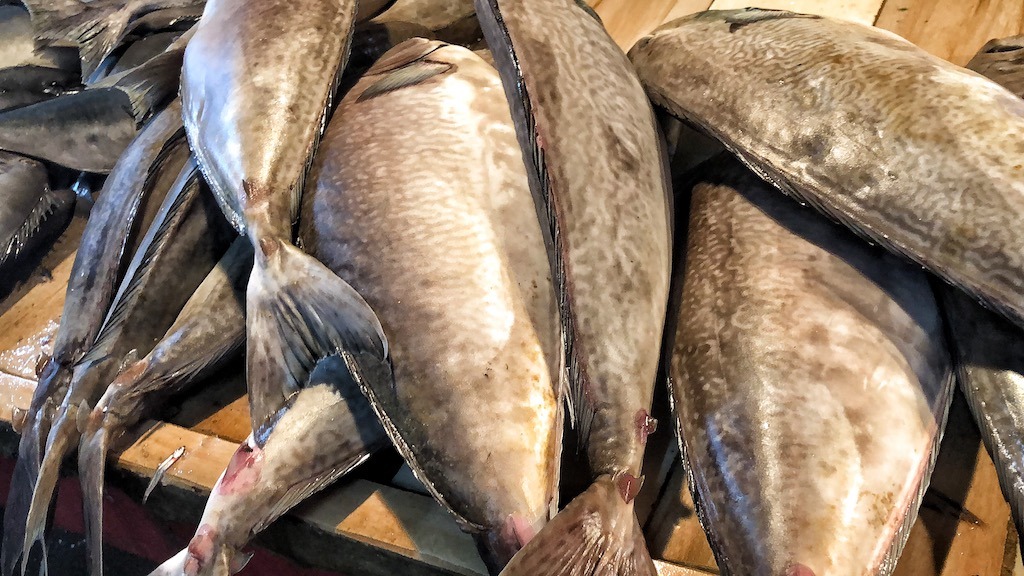 Things To Do in Coron While Raining Season – Photographic Account Local Martket Fresh Fish