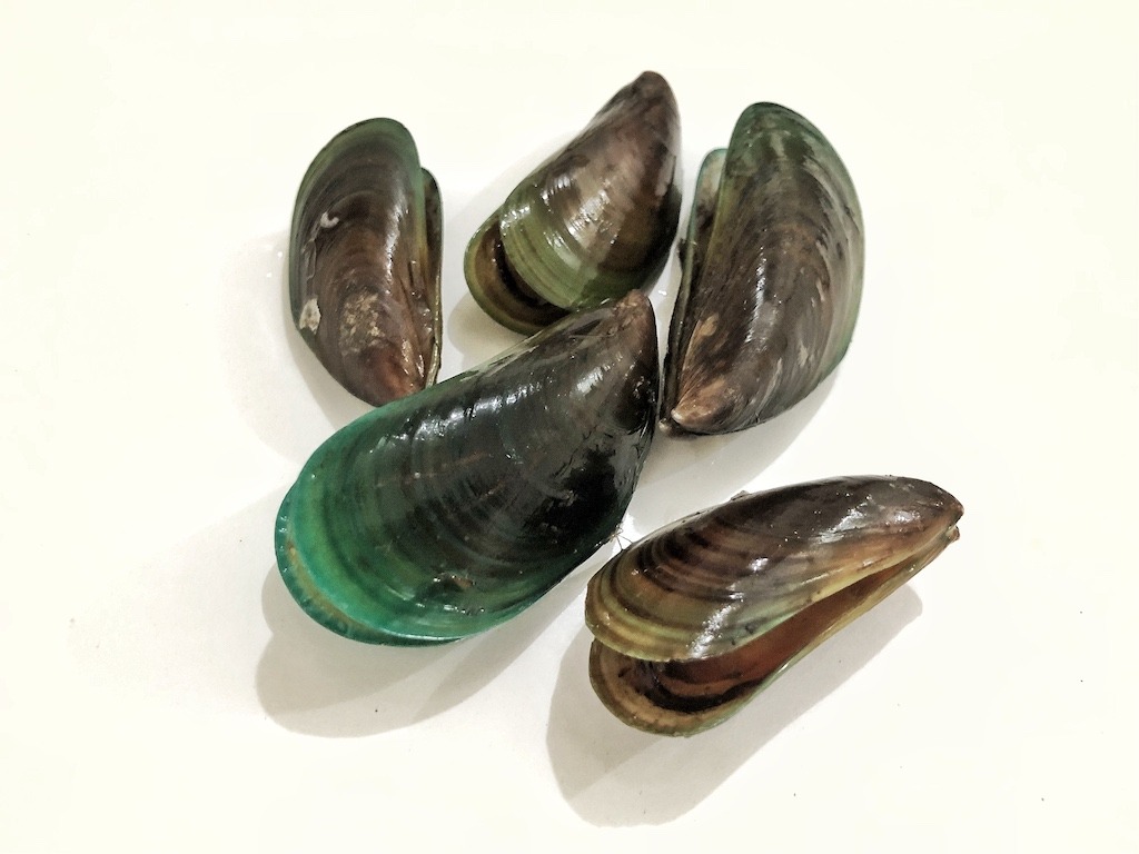 Mussels