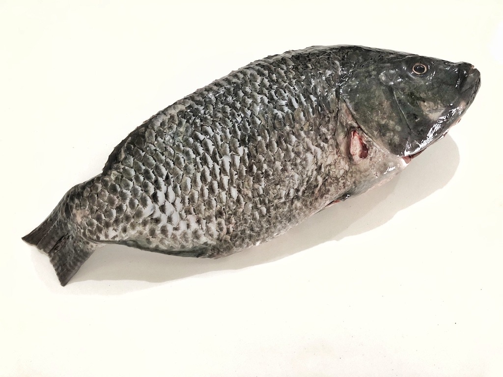 Tilapia