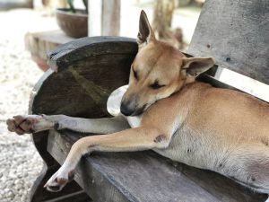 Place To Stay When Travelling To Bohol Panglao – Bohol Coco Farm Dog